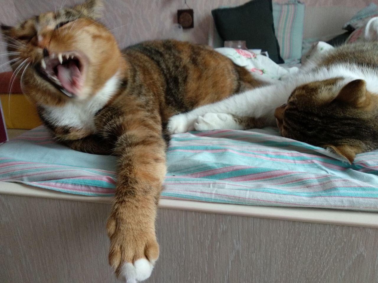 Фото В снегу и за рулем: в Новосибирске опубликовано свыше 50 фото милых питомцев к Дню кошек 15 - Сиб.ФМ Фото В снегу и за рулем: в Новосибирске опубликовано свыше 50 фото милых питомцев к Дню кошек 15